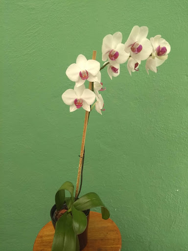 La Niña de las Orquídeas I - Thumbnail
