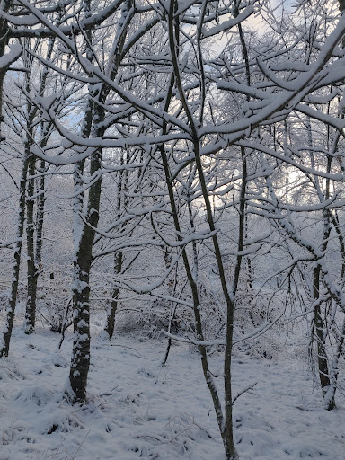 Winnyknowe Woods - Thumbnail