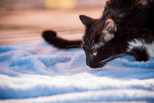 Here to Help Veterinary Hospice and At - Home Euthanasia Service