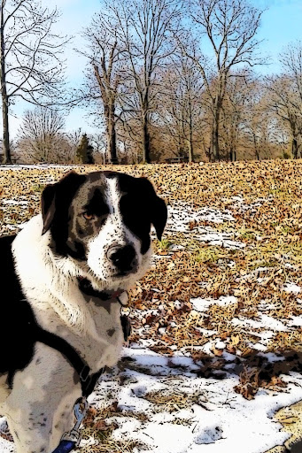 Fun Dog Fitness - Thumbnail