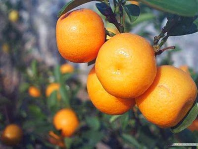 Photos of Ben-Dawod vegetables and fresh fruits