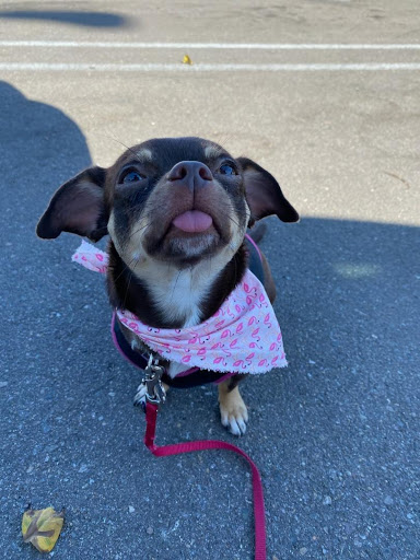 Easy Breezy Pet Groom & Grub - Thumbnail