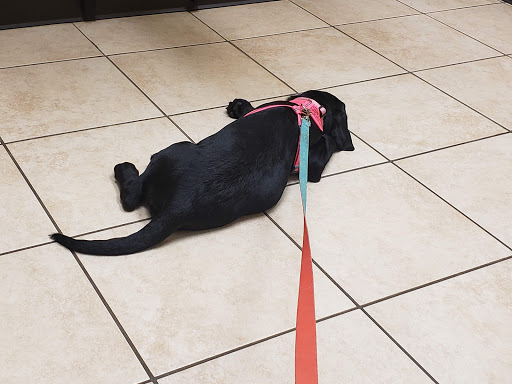 Laursen Veterinary Service - Thumbnail