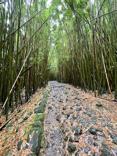 Bamboo Forest Hike