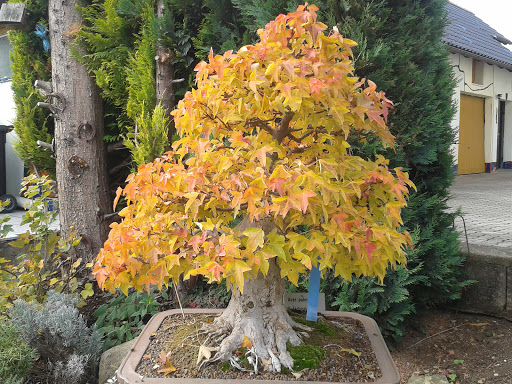 Bonsai-Shop