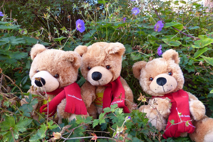 Sozialverband Deutschland (SoVD), Kreisverband Kiel