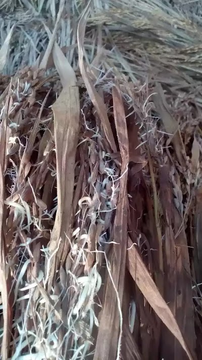 Photos of ياخور الشويب