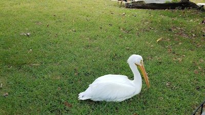 Waterfowl Exhibit