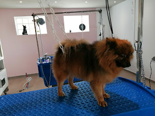 Photo n°8 de Halt'O Poil à Campagne-lès-Wardrecques (Toiletteur)