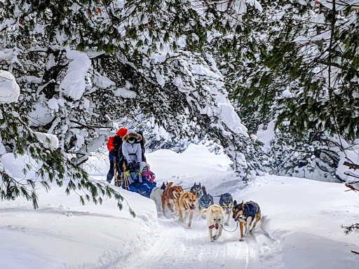 Husky Haven Kennels - Thumbnail