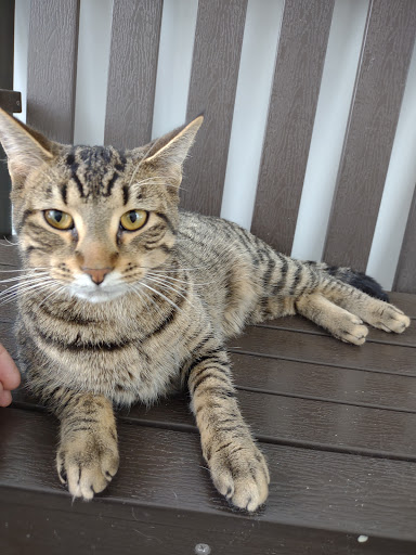 Iowa City Animal Care and Adoption Center - Thumbnail