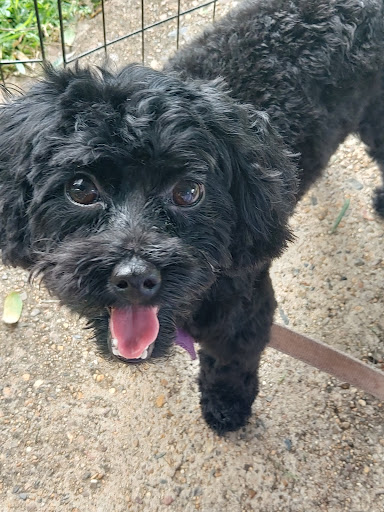 Fridays Dog Salon - Thumbnail