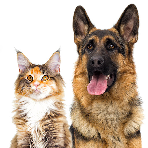 Swift Pets