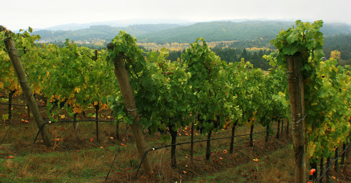 Visit Corvallis - Visual