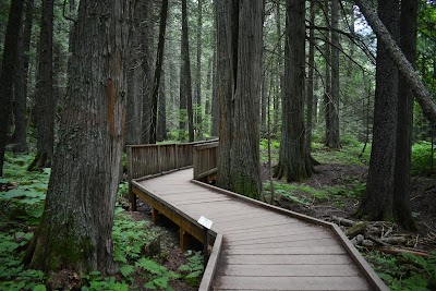 Trail of the Cedars Nature Trail