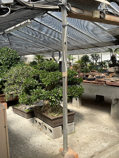 Centro Bonsai Caviglia - Thumbnail