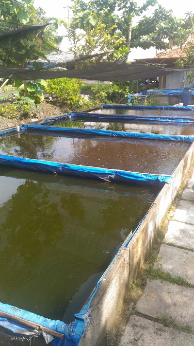 Photos of Pusat Pembibitan Lele
