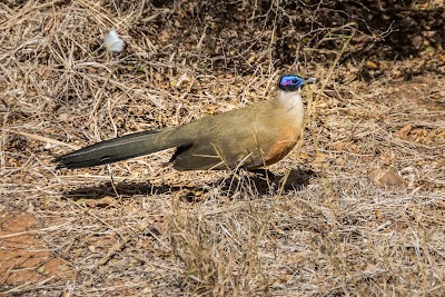 Photos of Zombitse-Vohibasia National Park