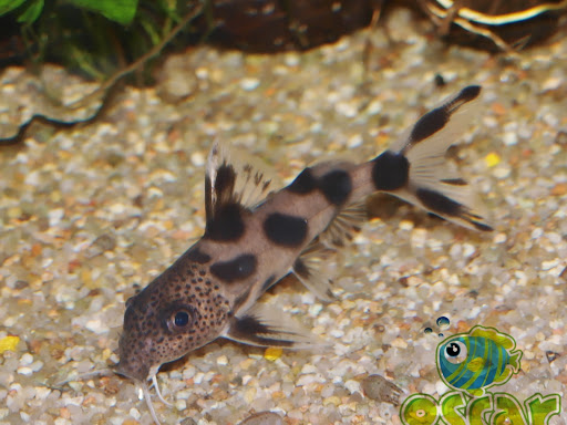 Photo de Oscar-le-poisson à Champigny-le-Sec (86170)