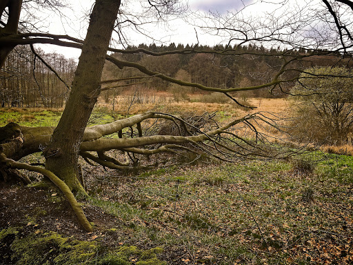 Gieselautal - Thumbnail