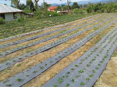 Photos of Flores Organic Strawberry