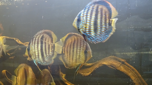 Limitless Aquatics - Visual