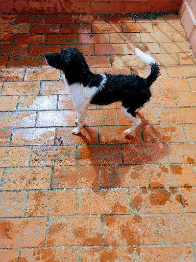 Asociación Pro Animales Rosales Tocina - A.P.A.R.T (oficinas)