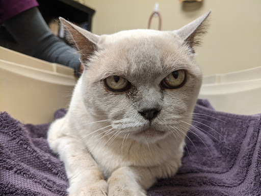 Thetis Heights Veterinary Clinic - Thumbnail
