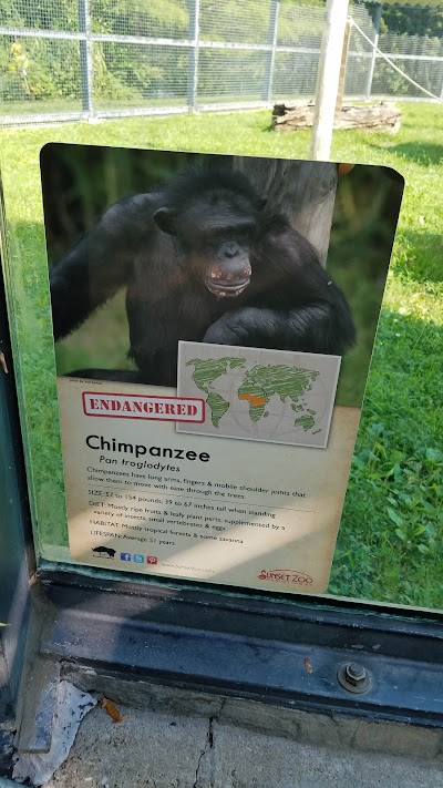 Chimpanzee Exhibit