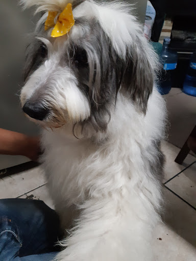 Mascotitlán - Visual