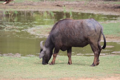 Photos of Yala Safari Jeep Tours sri lanka
