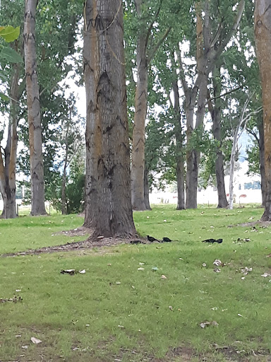 Nariel Creek Recreation Reserve Gallery - Australia