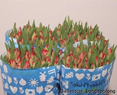 Photos of Allesscia Bunga Potong Bali