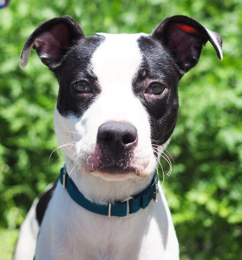 Ulster County SPCA - Thumbnail