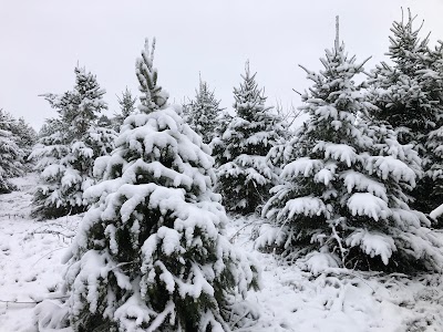 U-Pick Christmas Trees at Dogwood Tree Farm