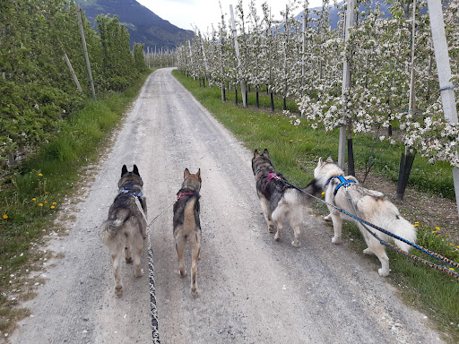 Goldenmountain-dogsport-shop - Thumbnail