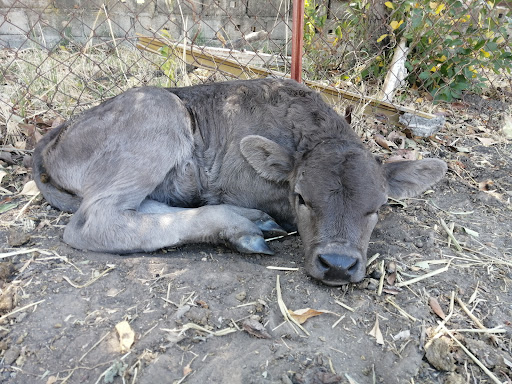 Opciones veterinarias