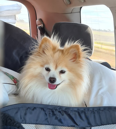 Purrrfection Grooming and Dog Daycare - Thumbnail