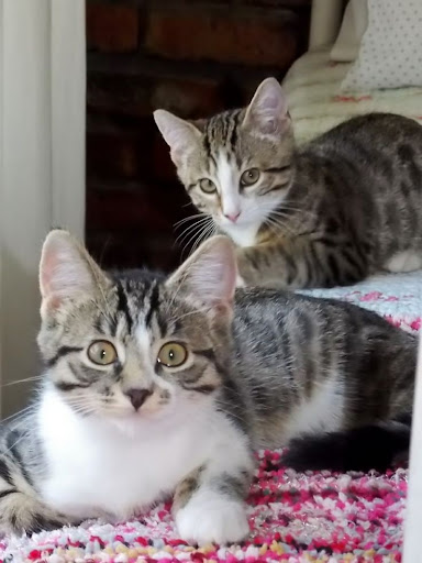 Super canito pet integral health care - Thumbnail