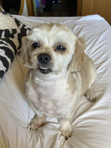 Dezign The Dog