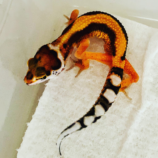 Gulf Coast Gecko - Thumbnail