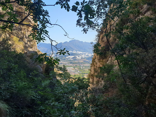 León Durmiente de Montaña - Thumbnail