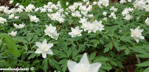 woodlandplants Gallery - Germany