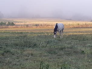 Photo n°15 de earl de traclin sigoules à Sigoulès (Centre équestre)