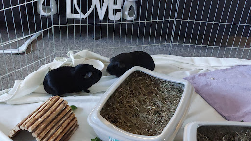 Glynneath Guinea Pig Rescue - Thumbnail