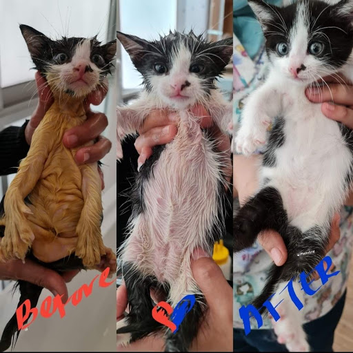 Da'One Cats House & Cats Spa