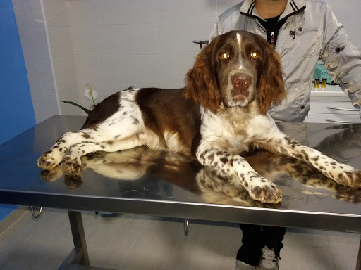 Clinica Veterinaria San Leonardo - Thumbnail