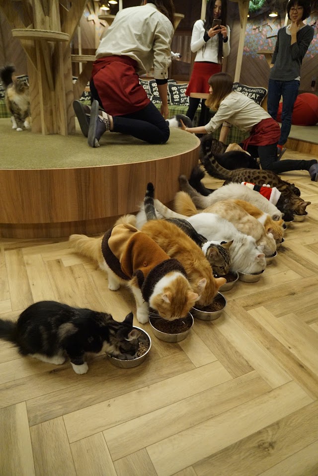 Cat cafe MoCHA (Mocha) Osaka Shinsaibashi