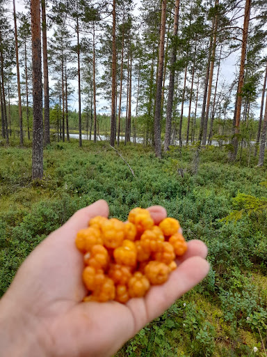 Storskogens Eko AB - Thumbnail