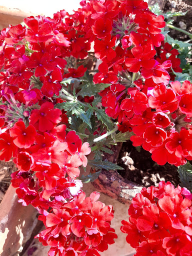 Floricoltura Decataldo - Thumbnail
